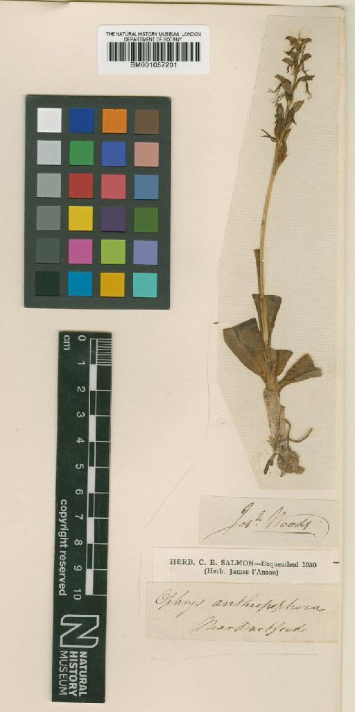 Orchis anthropophora (L.) All. - BM001057201.tif