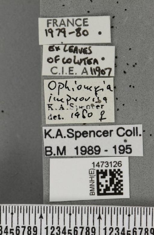 Ophiomyia improvisa Spencer, 1966 - BMNHE_1473126_label_47456