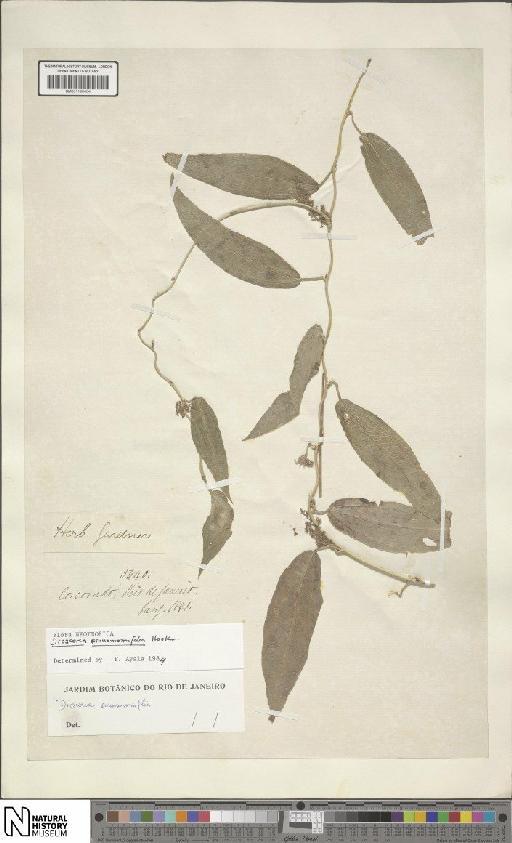 Dioscorea cinnamomifolia Hook.f. - BM001190464
