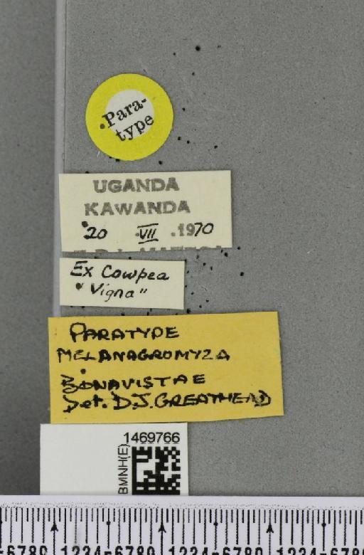 Melanagromyza bonavistae Greathead, 1971 - BMNHE_1469766_label_44928