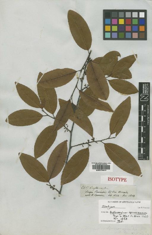 Erythroxylum spruceanum Peyr - BM000795619