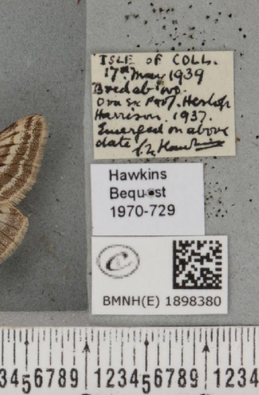 Lycia zonaria atlantica (Harrison, 1938) - BMNHE_1898380_label_491252