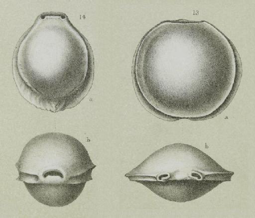 Biloculina laevis (Defrance) - ZF1158_2_14_Pyrgo_laevis.jpg