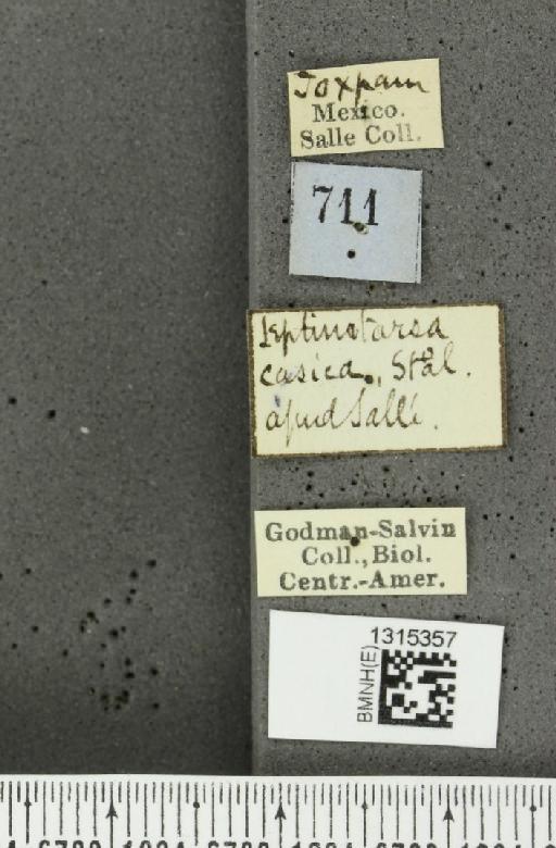 Leptinotarsa cacica Stål, 1858 - BMNHE_1315357_label_14875