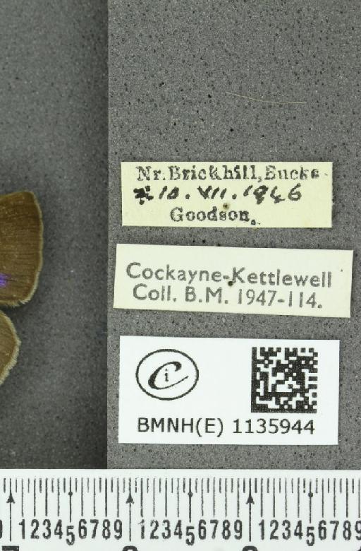 Neozephyrus quercus ab. bellus-obsoletus Tutt, 1907 - BMNHE_1135944_label_94041