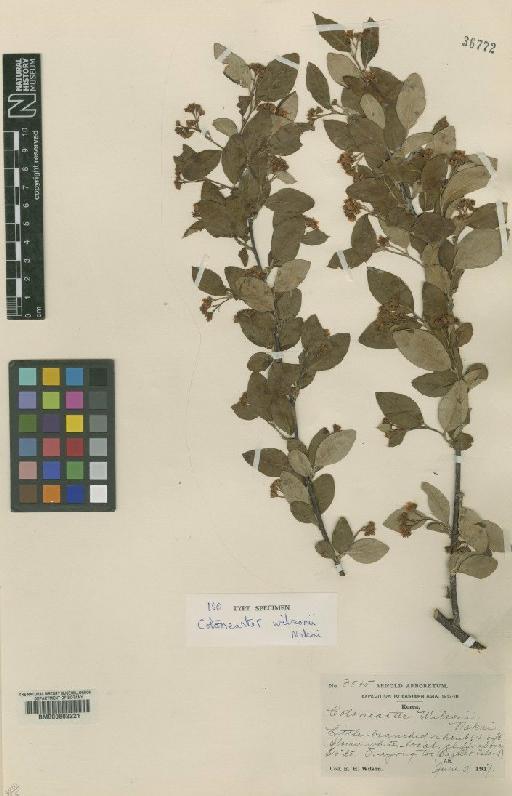 Cotoneaster wilsonii Nakai - BM000602221