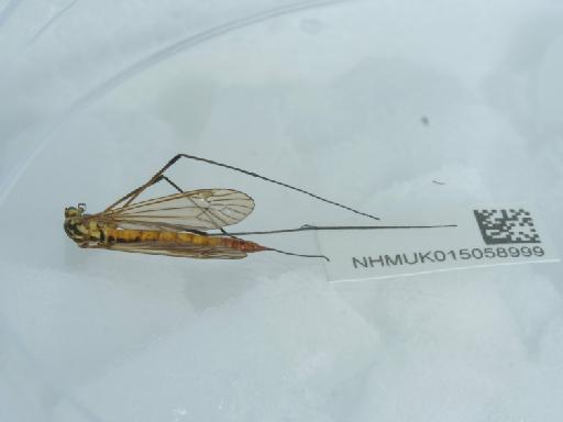 Nephrotoma flavescens (Linnaeus, 1758) - 015058999_2