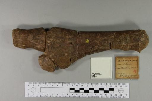 Plesiosaurus macrocephalus Owen, 1838 - 010024884_L010221596