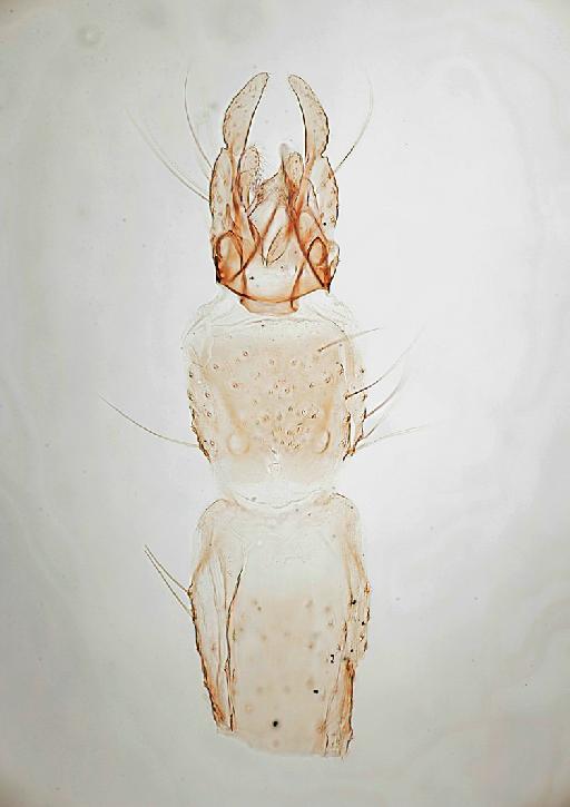 Paratendipes seydeli Freeman, 1957 - 010210312-Paratendipes_seydeli_HOLOTYPE-genitalia_B-200_0x