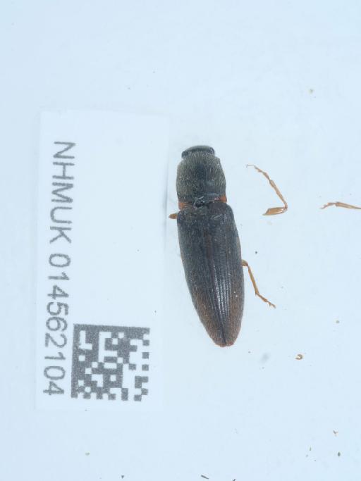 Athous (Athous) vittatus (Fabricius, 1792) - 014562104_1