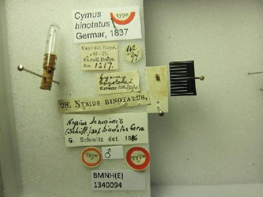 Cymus binotatus Germar, 1837 - Cymus binotatus-BMNH(E)1340094-Type male dorsal & labels 2