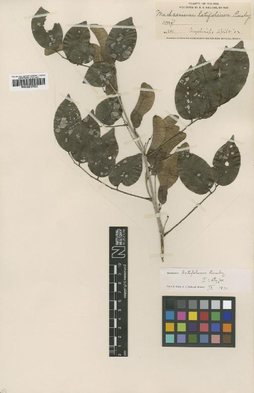 Machaerium latifolium Rusby - BM000931823