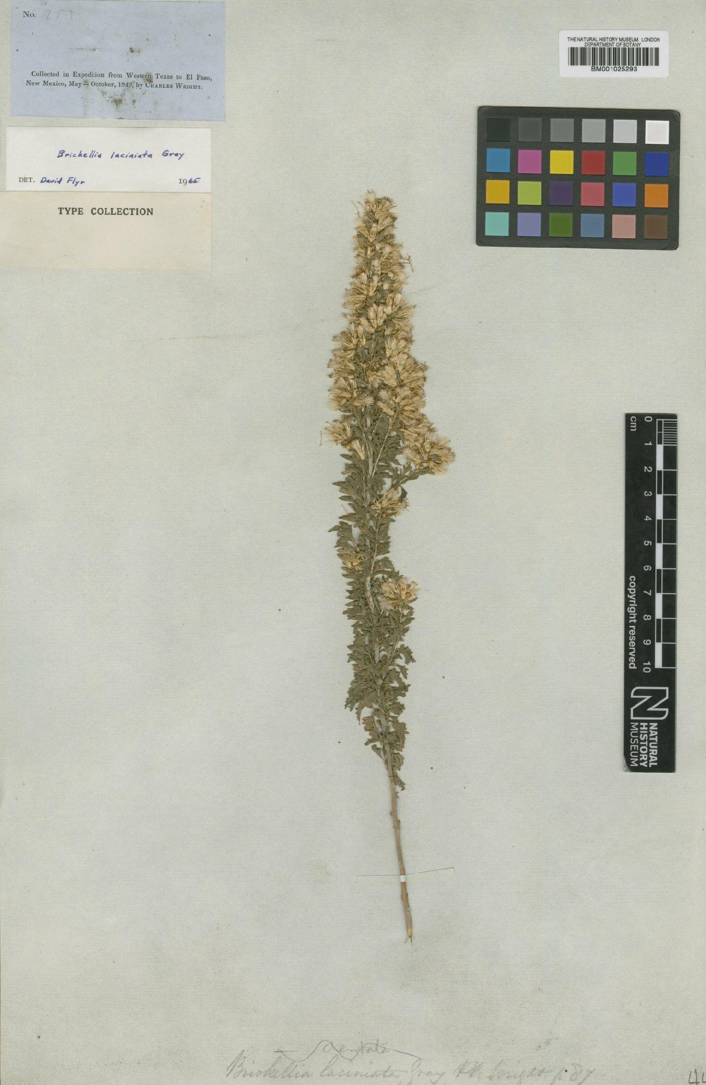 To NHMUK collection (Brickellia laciniata A.Gray; Type; NHMUK:ecatalogue:745578)