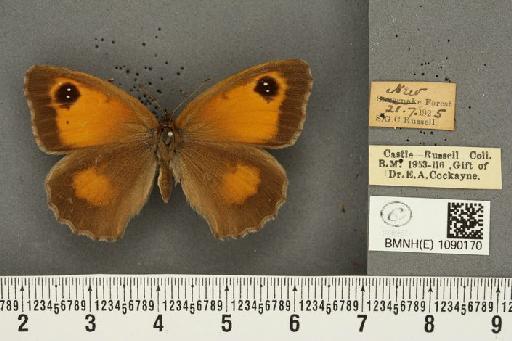 Pyronia tithonus britanniae ab. anticrassipuncta Leeds, 1950 - BMNHE_1090170_486