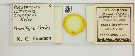 Anatoecus icterodes emersoni Keler, 1960 - 010666913_816412_1431961