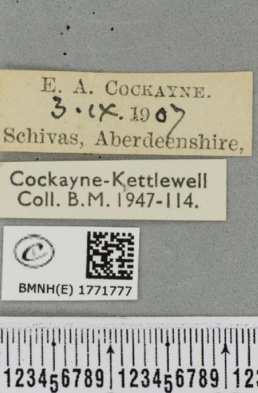 Dysstroma citrata citrata ab. variata Thunberg, 1784 - BMNHE_1771777_label_351663