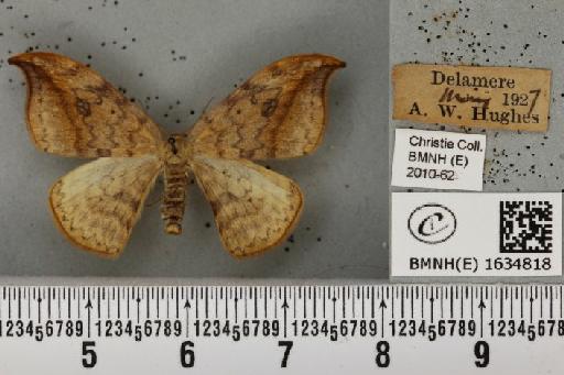 Drepana falcataria (Linnaeus, 1758) - BMNHE_1634818_201188