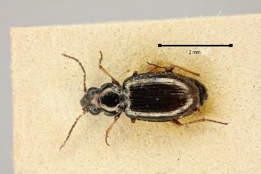 Bembidion (Neja) striaticeps Andrewes, 1935 - 2017-03-21 11-36-46 (C)-Bembidion-striaticeps-NHMUK010580524