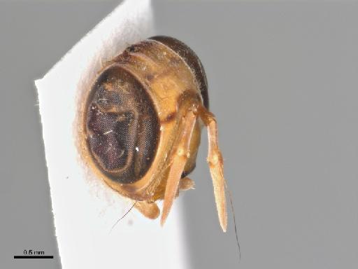 Mellesis polistiformis Senior-White, 1922 - Mellesis polistiformis BMNHE 1442238 holotype head