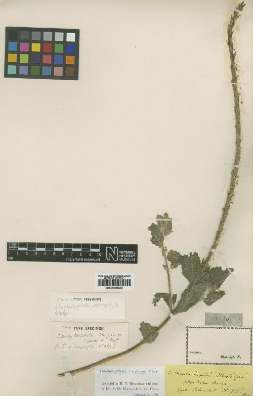 Stachytarpheta microphylla Walp. - BM000885090