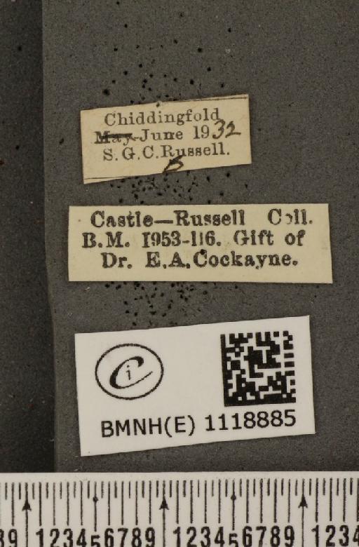 Leptidea sinapis sinapis ab. lineata Rocci, 1920 - BMNHE_1118885_label_73821