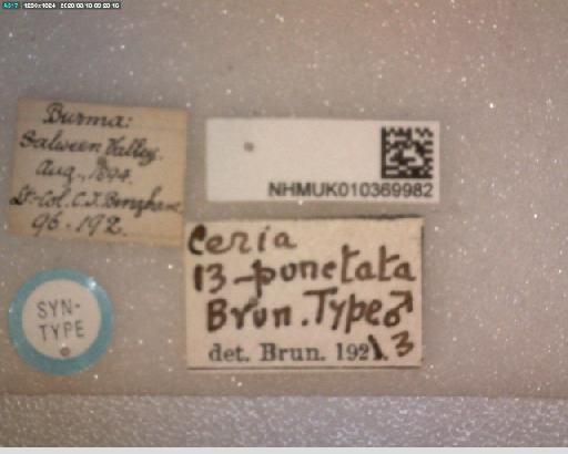 Monoceromyia tredecimpunctata (Brunetti, 1923) - Monoceromyia tredecempunctata STM labels2