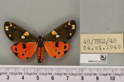 Callimorpha dominula (Linnaeus, 1758) - NHMUK_010412625_522582