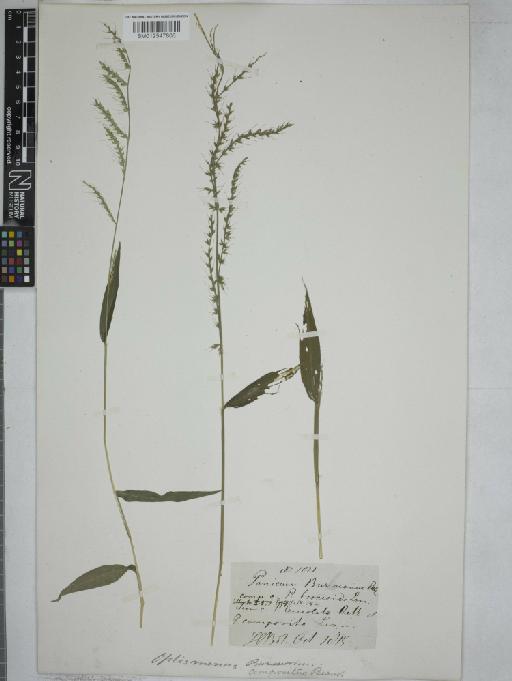 Oplismenus compositus (L.) P.Beauv. - 012547806