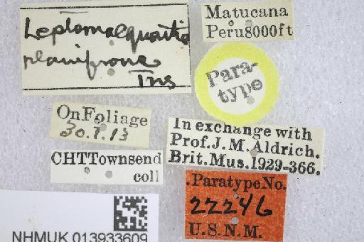 Leptomacquartia planifrons Townsend, 1919 - Leptomacquartia planifrons PT labels