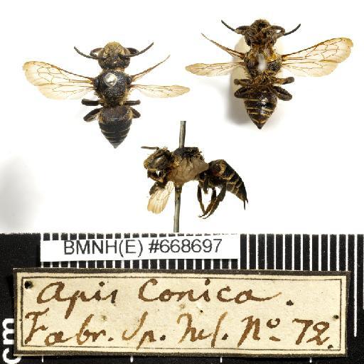 Apis conica Linnaeus, 1758 - Apis_conica-BMNH(E)#668697-habiti