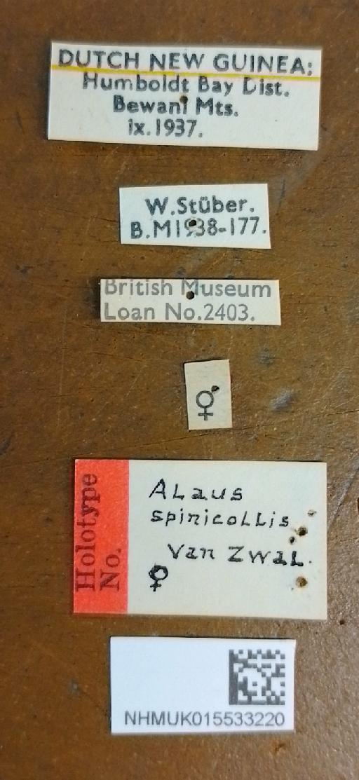 Cryptalaus spinicollis (Van Zwaluwenburg, 1951) - Alaus spinicollis HT female labels