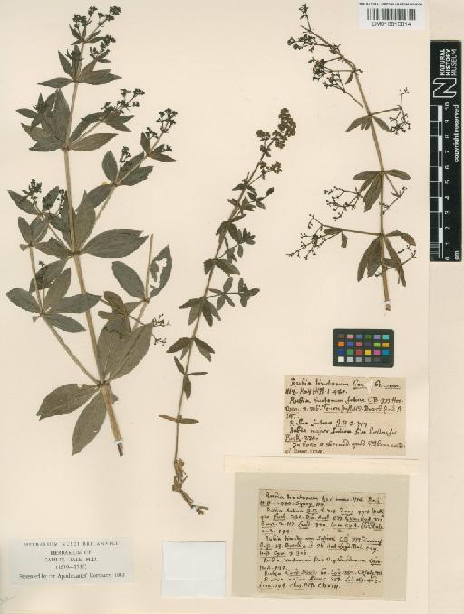 Rubiaceae Juss. - 013819014