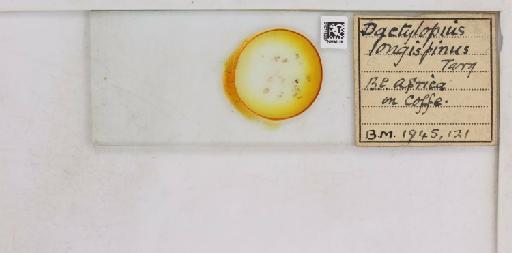 Pseudococcus longispinus Targioni-Tozzetti, 1867 - 010715237__
