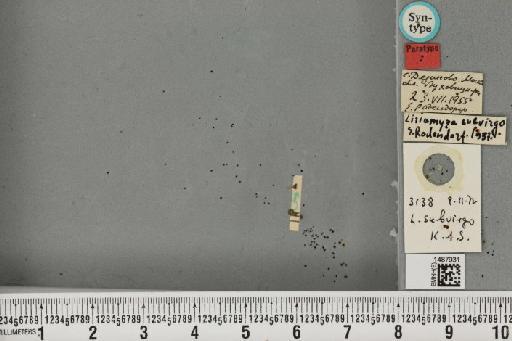 Liriomyza subvirgo Rohdendorf-Holmanova, 1960 - BMNHE_1487931_51770
