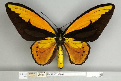 Ornithoptera croesus lydius Felder, 1865 - 013604956__