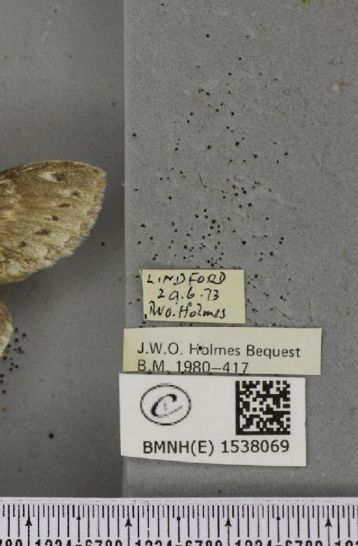 Stauropus fagi fagi (Linnaeus, 1758) - BMNHE_1538069_label_242702