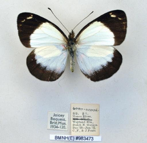 Delias alepa kunupiensis Joicey & Talbot, 1922 - BMNH(E)983473_Delias alepa kunupiensis_ J