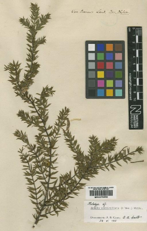 Acacia verticillata (L'Hér.) Willd. - BM000796582