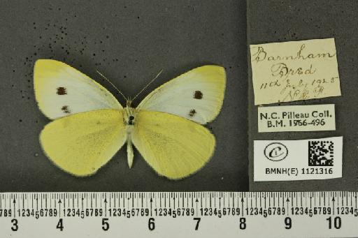Pieris rapae rapae (Linnaeus, 1758) - BMNHE_1121316_79526