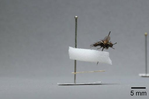 Sarcophaga (Myorhina) nigriventris Meigen, 1826 - 015091794_lateral