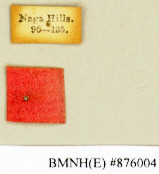 Panesthia flavipennis Wood-Mason, 1876 - Panesthia flavipennis Wood-Mason, 1876, female, non type, labels. Photographer: Edward Baker. BMNH(E)#876004