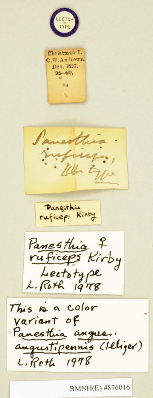 Panesthia ruficeps Kirby, 1903 - Panesthia ruficeps Kirby, 1903, female, lectotype, labels. Photographer: Edward Baker. BMNH(E)#876016