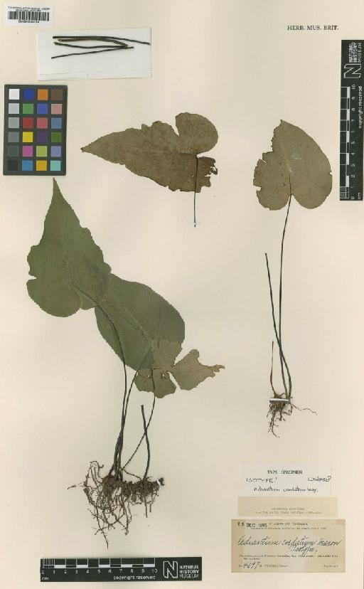 Adiantum cordatum Maxon - BM001044156