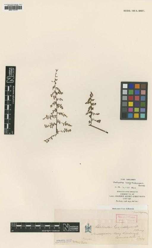 Adiantopsis madagascariensis C.Chr. - BM001044088