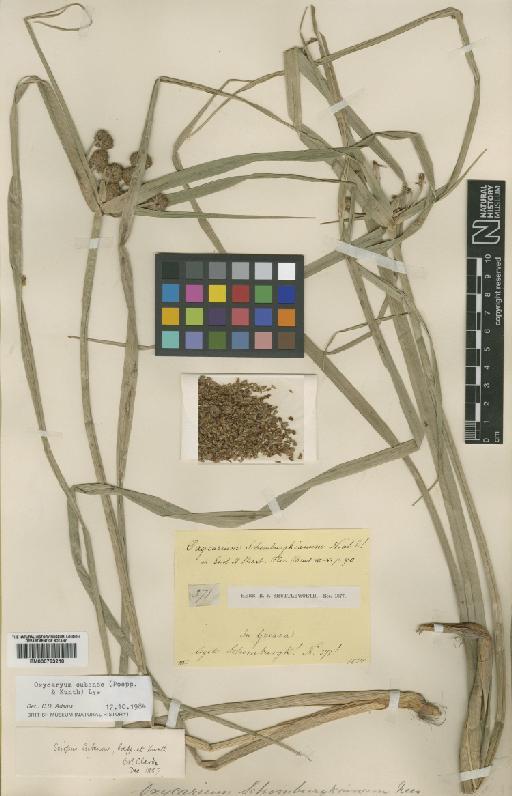 Scirpus cubensis Poepp. & Kunth - BM000793218