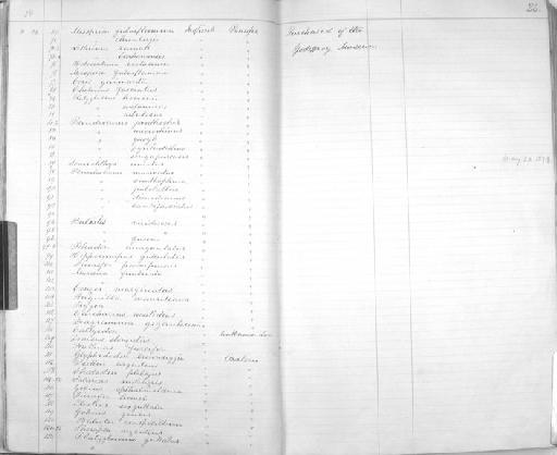 Glyphisodon brownriggii - Zoology Accessions Register: Reptiles & Fishes: 1878 - 1892: page 26