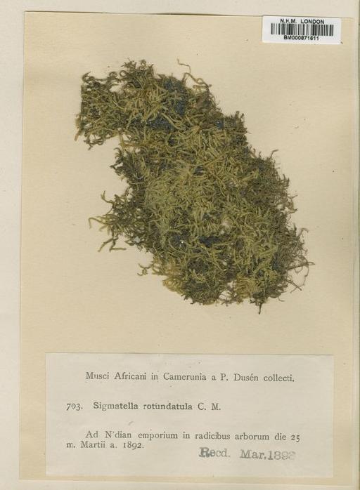 Taxithelium rotundulatum Broth. - BM000871611