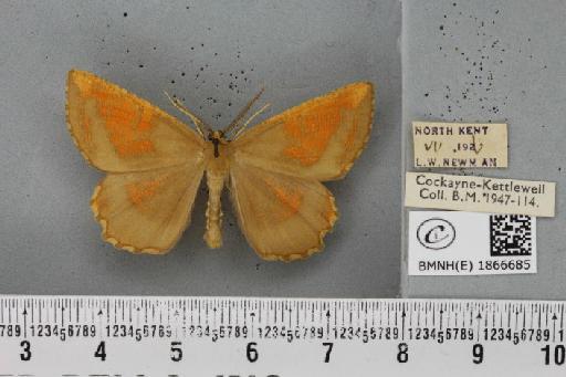 Angerona prunaria ab. aureocincta Oberthür, 1912 - BMNHE_1866685_431299