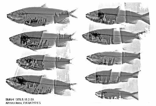 Alestes ferox Hopson & Hopson, 1982 - BMNH 1978.5.16.2-30, Alestes ferox, PARATYPES, Radiograph