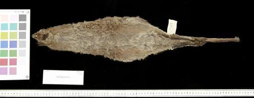 Macropus lunatus Gould, 1841 - 1841.1131_Skin_Ventral